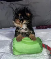 Baby boy blue, a male Yorkshire Terrier for sale in Hyattsville, MD – Photo 2 of 7