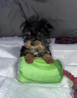 Baby boy blue, a male Yorkshire Terrier for sale in Hyattsville, MD – Photo 4 of 7