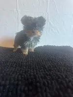 Baby boy blue, a male Yorkshire Terrier for sale in Hyattsville, MD – Photo 5 of 7