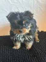 Baby boy blue, a male Yorkshire Terrier for sale in Hyattsville, MD – Photo 3 of 7