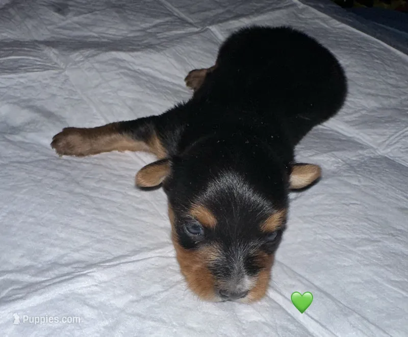 Baby boy green  – Yorkshire Terrier puppy for sale in Hyattsville, MD