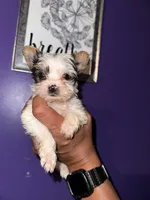 Parti Boy , a male Yorkshire Terrier for sale in Hyattsville, MD – 4 of 8