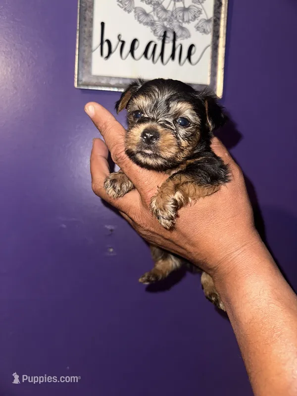 Baby boy blue  – Yorkshire Terrier puppy for sale in Hyattsville, MD