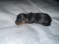 Baby girl purple, a female Yorkshire Terrier for sale in Hyattsville, MD – 3 of 4