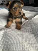 Baby girl purple, a female Yorkshire Terrier for sale in Hyattsville, MD – 4 of 8