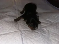 Baby boy green , a male Yorkshire Terrier for sale in Hyattsville, MD – 2 of 3