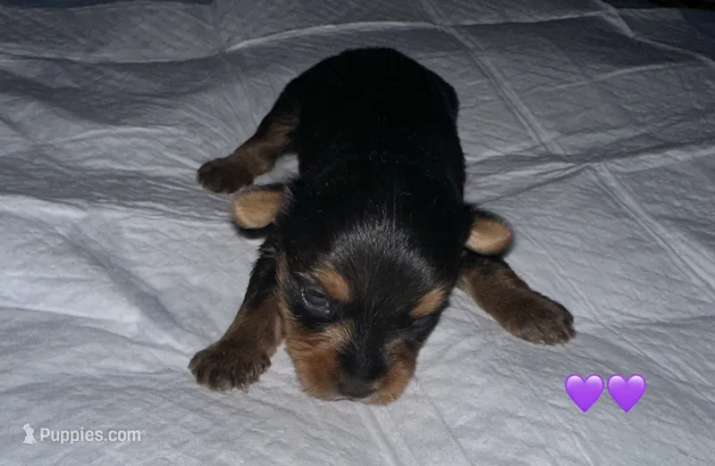 Baby girl purple – Yorkshire Terrier puppy for sale in Hyattsville, MD