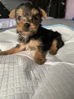 Baby girl purple, a female Yorkshire Terrier for sale in Hyattsville, MD – 6 of 8