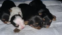 Baby boy green , a male Yorkshire Terrier for sale in Hyattsville, MD – 5 of 5