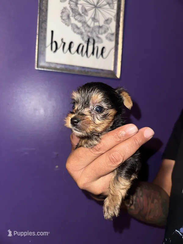 Baby girl purple – Yorkshire Terrier puppy for sale in Hyattsville, MD