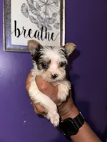 Parti Boy , a male Yorkshire Terrier for sale in Hyattsville, MD – 5 of 8