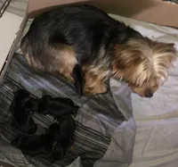 Baby girl purple, a female Yorkshire Terrier for sale in Hyattsville, MD – 8 of 8