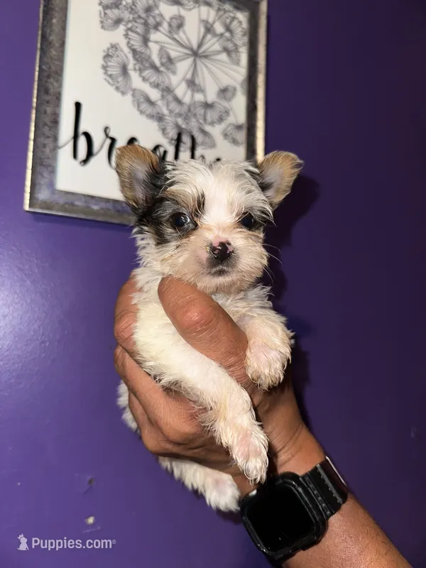 Parti Boy  – Yorkshire Terrier puppy for sale in Hyattsville, MD