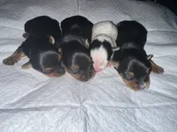 Parti Boy , a male Yorkshire Terrier for sale in Hyattsville, MD – 3 of 3