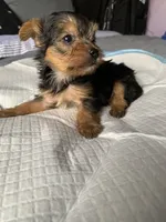 Baby girl purple, a female Yorkshire Terrier for sale in Hyattsville, MD – 7 of 8