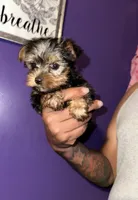 Baby boy blue , a male Yorkshire Terrier for sale in Hyattsville, MD – 2 of 9