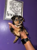 Baby boy green , a male Yorkshire Terrier for sale in Hyattsville, MD – 3 of 5