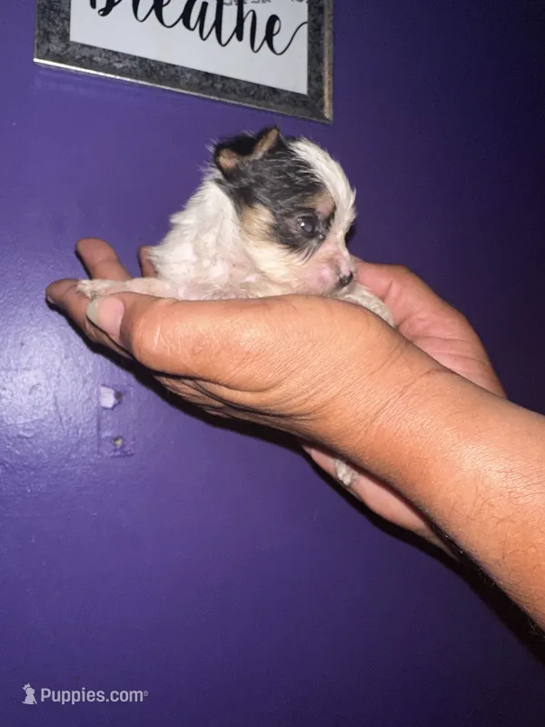 Parti Boy  – Yorkshire Terrier puppy for sale in Hyattsville, MD