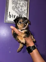 Baby boy green , a male Yorkshire Terrier for sale in Hyattsville, MD – 4 of 5