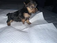 Baby boy blue , a male Yorkshire Terrier for sale in Hyattsville, MD – 9 of 9