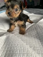 Baby girl purple, a female Yorkshire Terrier for sale in Hyattsville, MD – 2 of 8