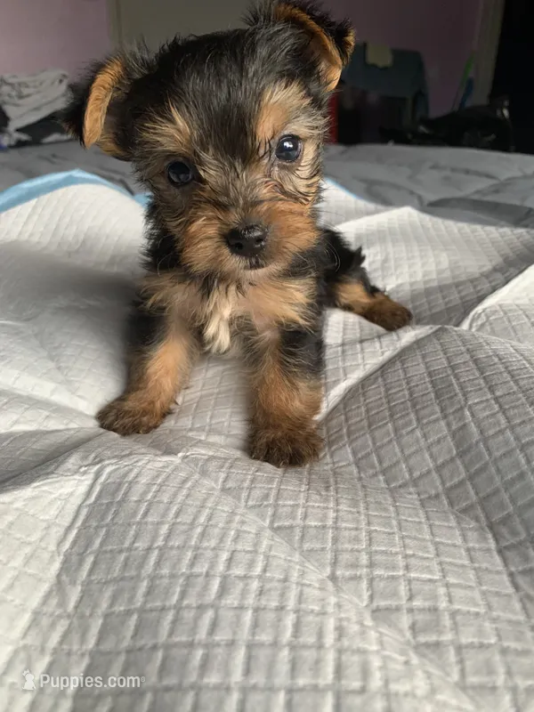 Baby girl purple – Yorkshire Terrier puppy for sale in Hyattsville, MD