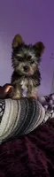 Baby boy blue , a male Yorkshire Terrier for sale in Hyattsville, MD – Photo 3 of 3