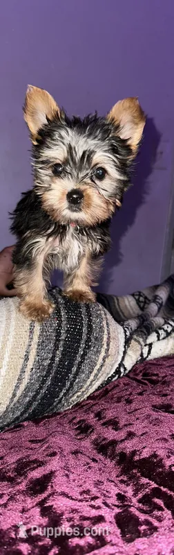 Baby boy blue , a male Yorkshire Terrier for sale in Hyattsville, MD – Photo 1 of 3