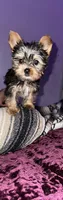 Baby boy blue , a male Yorkshire Terrier for sale in Hyattsville, MD – Photo 1 of 3