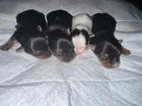 Baby boy blue , a male Yorkshire Terrier for sale in Hyattsville, MD – 3 of 3