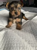 Baby girl purple, a female Yorkshire Terrier for sale in Hyattsville, MD – 5 of 8