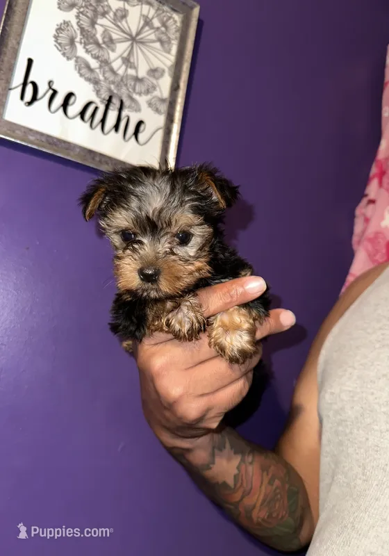 Baby boy blue  – Yorkshire Terrier puppy for sale in Hyattsville, MD