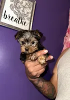 Baby boy blue , a male Yorkshire Terrier for sale in Hyattsville, MD – 1 of 9