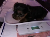 Baby girl pink, a female Yorkshire Terrier for sale in Hyattsville, MD – Photo 6 of 8