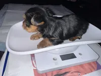 Baby girl pink, a female Yorkshire Terrier for sale in Hyattsville, MD – Photo 3 of 8