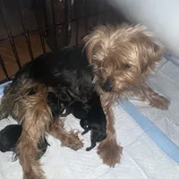 Baby girl pink, a female Yorkshire Terrier for sale in Hyattsville, MD – Photo 6 of 7