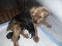 Baby girl pink, a female Yorkshire Terrier for sale in Hyattsville, MD – Photo 8 of 8