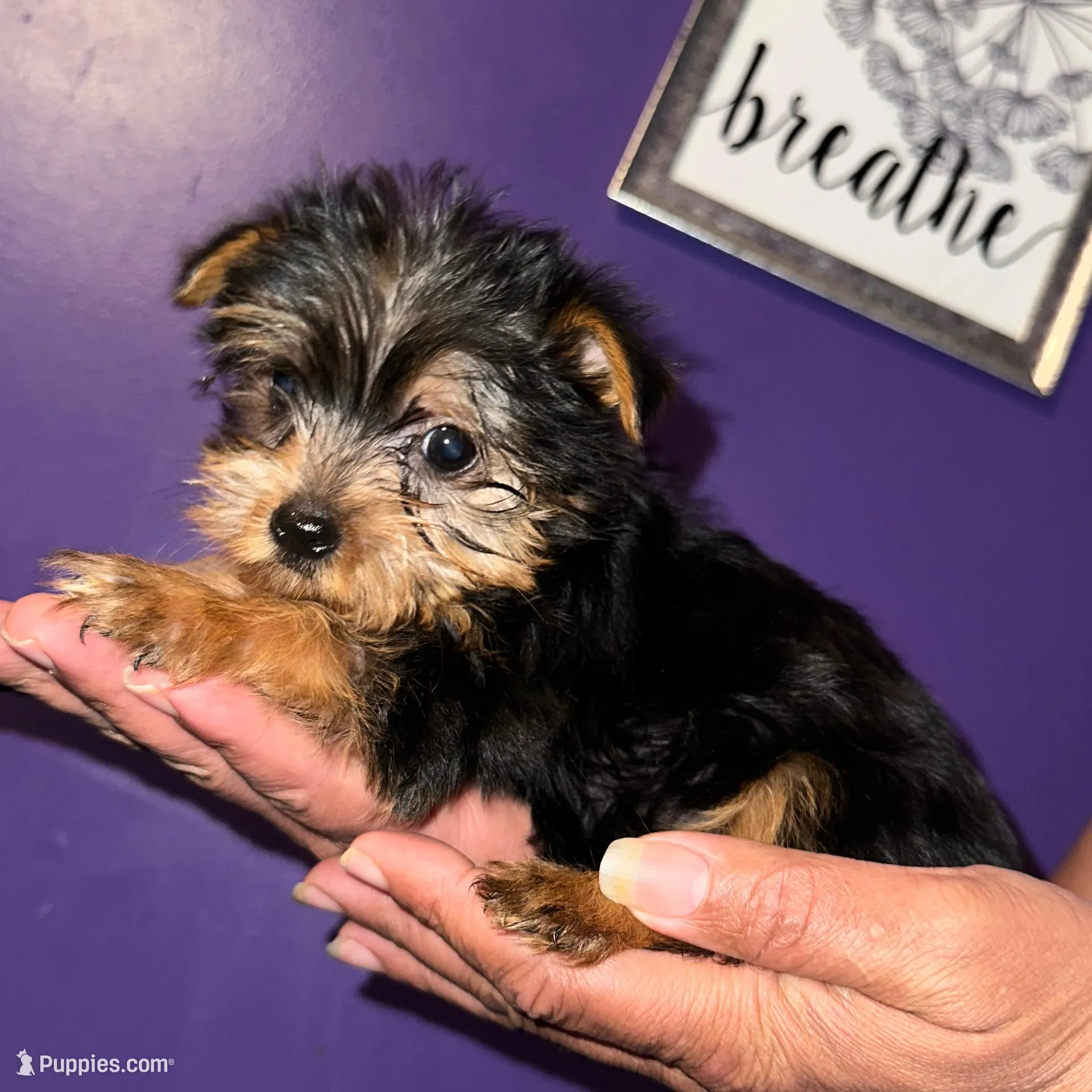 Baby girl pink, a female Yorkshire Terrier for sale in Hyattsville, MD – Photo 2 of 7