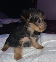 Baby girl pink, a female Yorkshire Terrier for sale in Hyattsville, MD – Photo 3 of 7