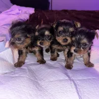 Baby girl pink, a female Yorkshire Terrier for sale in Hyattsville, MD – Photo 5 of 7