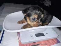 Baby girl pink, a female Yorkshire Terrier for sale in Hyattsville, MD – Photo 2 of 8