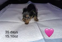 Baby girl pink, a female Yorkshire Terrier for sale in Hyattsville, MD – Photo 1 of 8