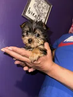Baby girl pink, a female Yorkshire Terrier for sale in Hyattsville, MD – Photo 4 of 7