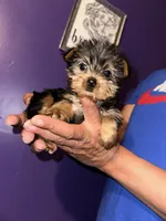 Baby girl pink, a female Yorkshire Terrier for sale in Hyattsville, MD – Photo 1 of 7