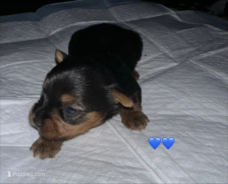 Baby boy blue  – Yorkshire Terrier puppy for sale in Hyattsville, MD