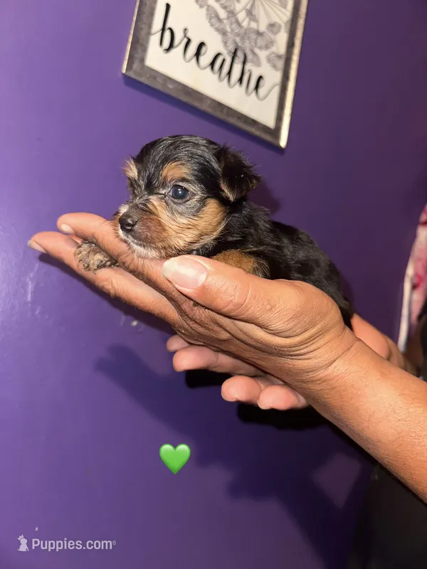Baby boy green  – Yorkshire Terrier puppy for sale in Hyattsville, MD