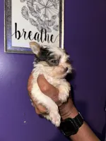 Parti Boy , a male Yorkshire Terrier for sale in Hyattsville, MD – 6 of 8