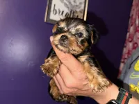 Baby girl purple, a female Yorkshire Terrier for sale in Hyattsville, MD – Photo 7 of 9