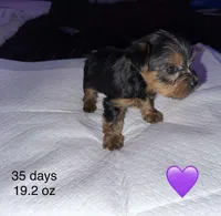 Baby girl purple, a female Yorkshire Terrier for sale in Hyattsville, MD – Photo 1 of 9