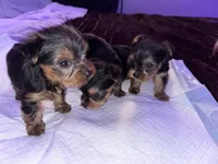 Baby girl purple, a female Yorkshire Terrier for sale in Hyattsville, MD – Photo 5 of 9